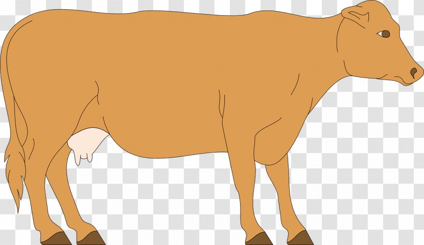 Dairy Cattle Calf Clip Art - Carnivoran - Sapa Transparent PNG