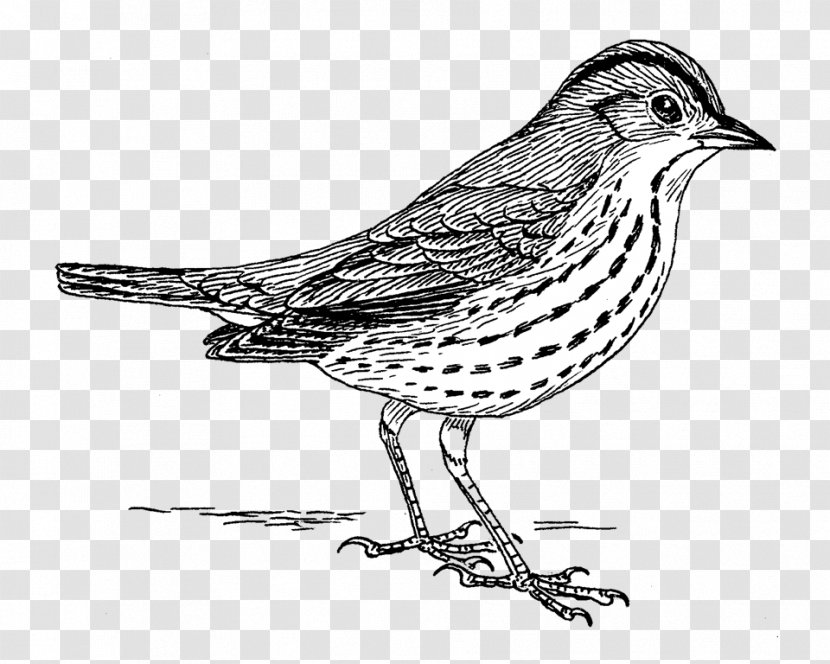 Finches Drawing Line Art American Sparrows - Wildlife - Sparrow Bird Transparent PNG