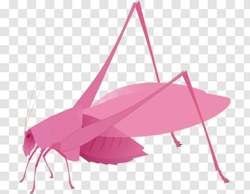 Insect Bush Crickets Nowadays - Magenta Transparent PNG