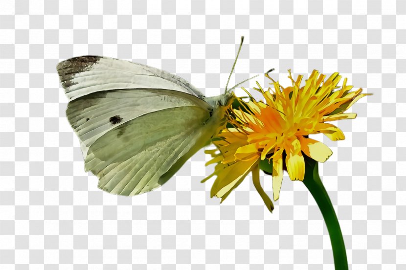 Butterfly Insect Moths And Butterflies Cabbage Colias - Pollinator - Plant Flower Transparent PNG