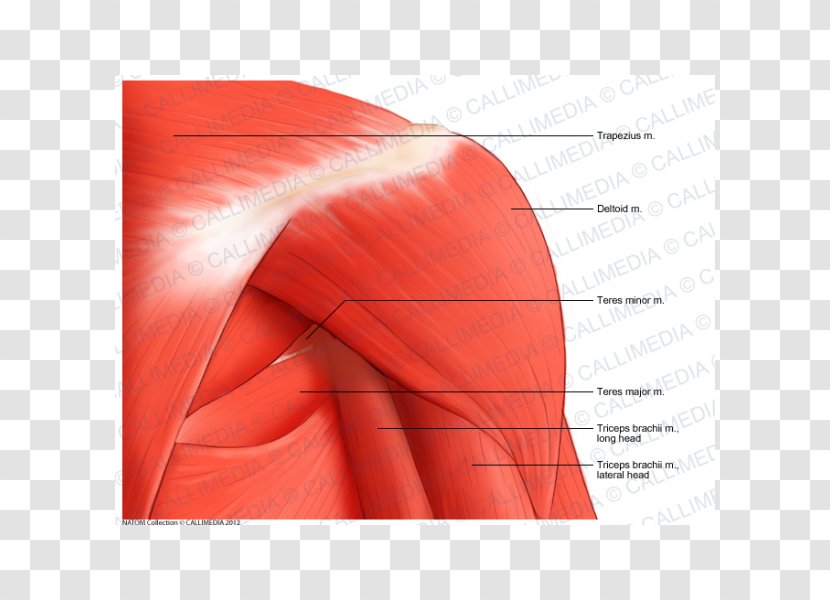 Shoulder Deltoid Muscle Human Anatomy - Nerve - Arm Transparent PNG