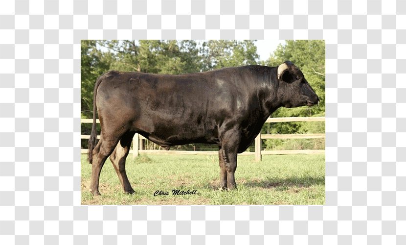 Calf Angus Cattle Beef Limousin Highland - Bull Transparent PNG