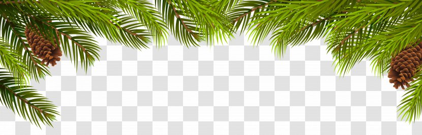 Arecaceae Pine Branch Leaf Evergreen - Woody Plant - Branches And Cones Decoration Clip Art Transparent PNG