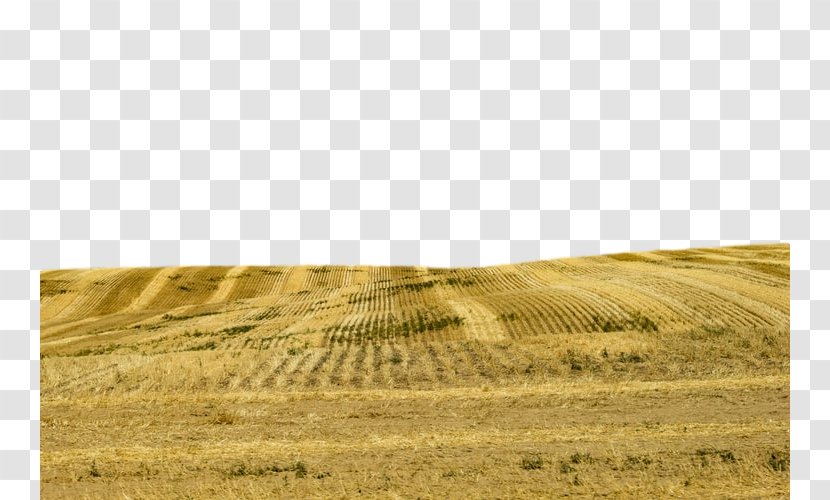 Field Grassland Natural Environment Grass Yellow - Soil Plain Transparent PNG