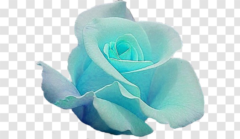 Blue Rose Garden Roses Cut Flowers - A Transparent PNG