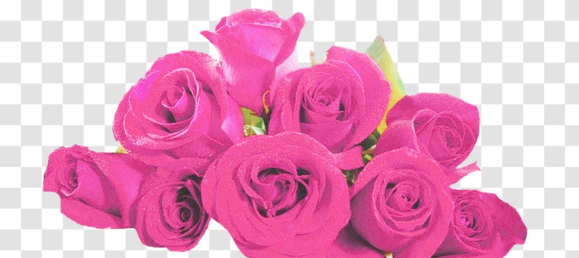 Garden Roses Cabbage Rose Cut Flowers Floral Design - Artificial Flower - Hu Transparent PNG