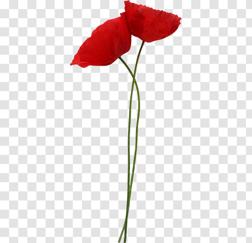 Poppy Flower Red Clip Art - Flowering Plant Transparent PNG