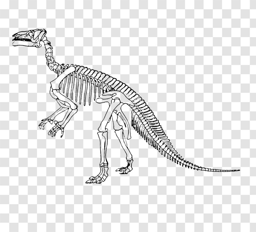 Tyrannosaurus Iguanodon Lesothosaurus Velociraptor Edmontosaurus Annectens - Drawing - Dinosaur Skeleton Transparent PNG