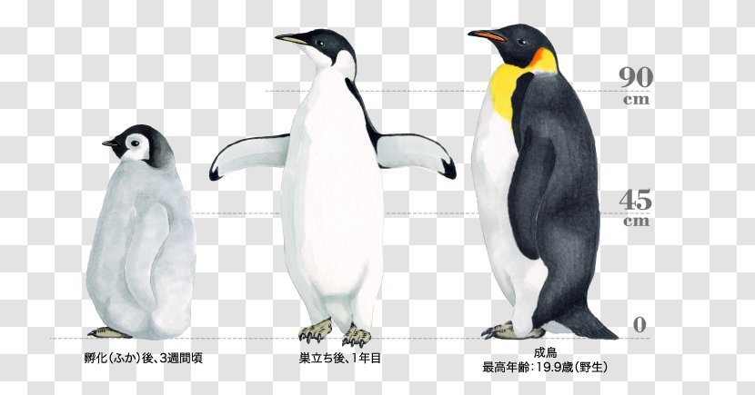 King Penguin The Emperor Bird - Kemono Friends - Antarctic Penguins Transparent PNG