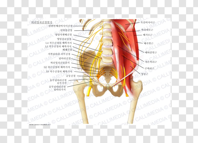 Ilioinguinal Nerve Sacral Plexus Lumbar Iliohypogastric - Flower Transparent PNG