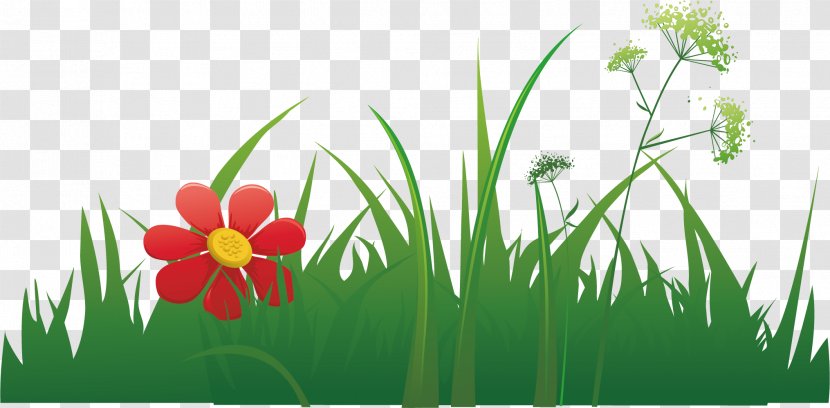 Grass Euclidean Vector Herbaceous Plant Element - Green - Beautiful Flowers And Transparent PNG
