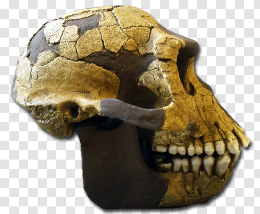 Reptile Skull Skeleton Transparent PNG