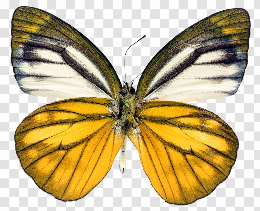 Tiger Cartoon - Colias - Wing Lycaenid Transparent PNG