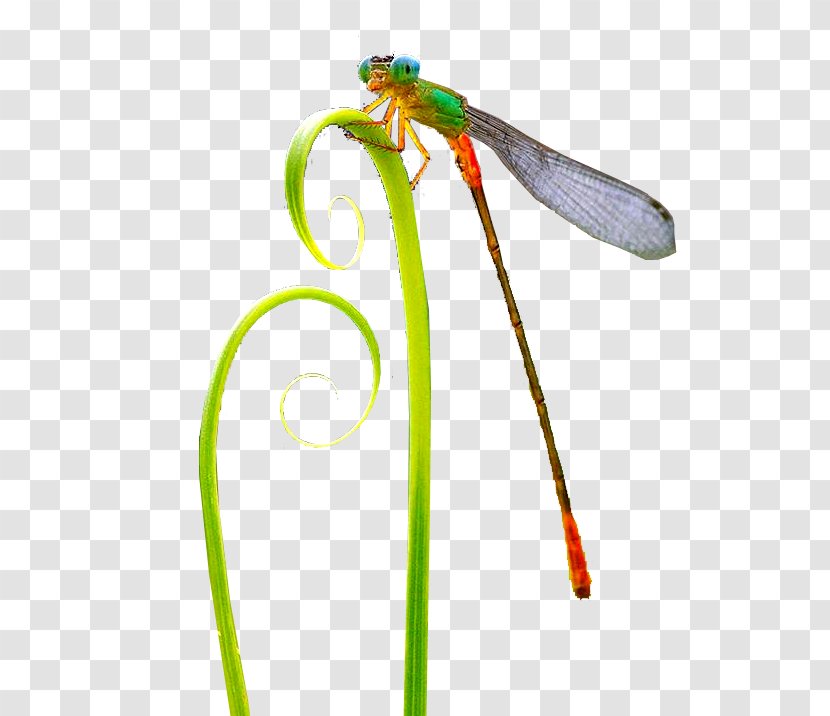 Insect Dragonfly Pollinator Transparent PNG