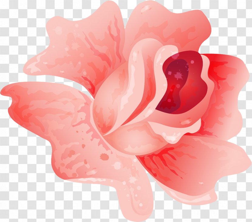 Cut Flowers Rosaceae Rose Petal - Family - Pink Roses Transparent PNG