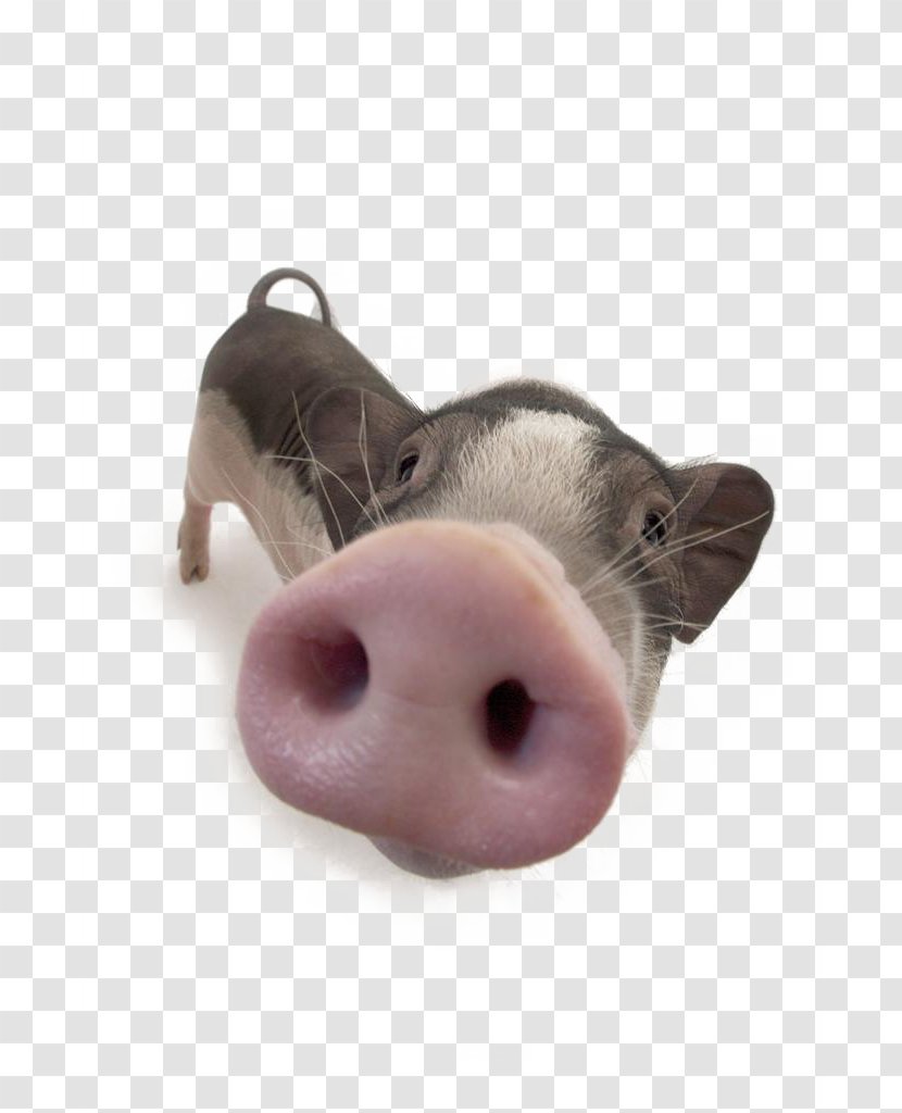 Domestic Pig Nose - Snout - Piggy Transparent PNG