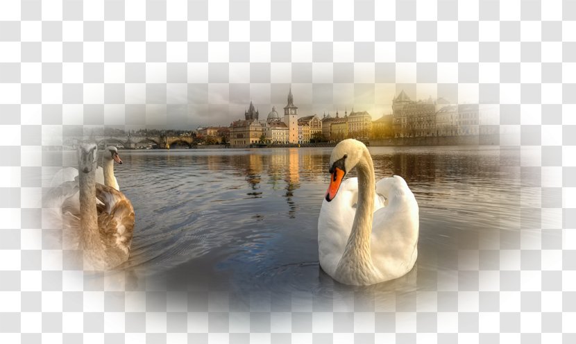 Desktop Wallpaper Prague 4K Resolution Ultra-high-definition Television - Swan - Image Transparent PNG