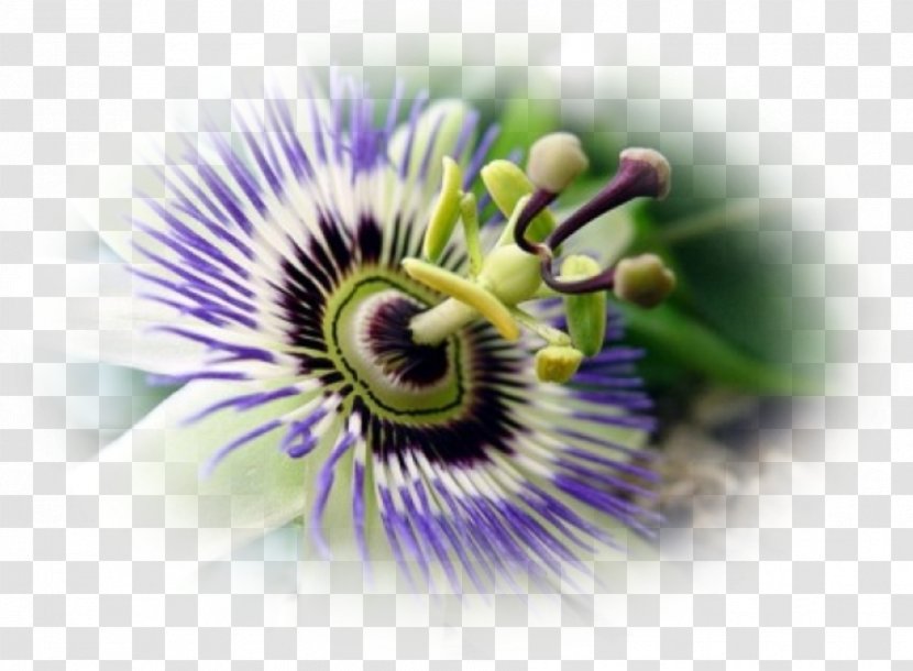 Purple Passionflower Granadilla Passion Fruit Close-up - Flower Family - Magnolia Transparent PNG