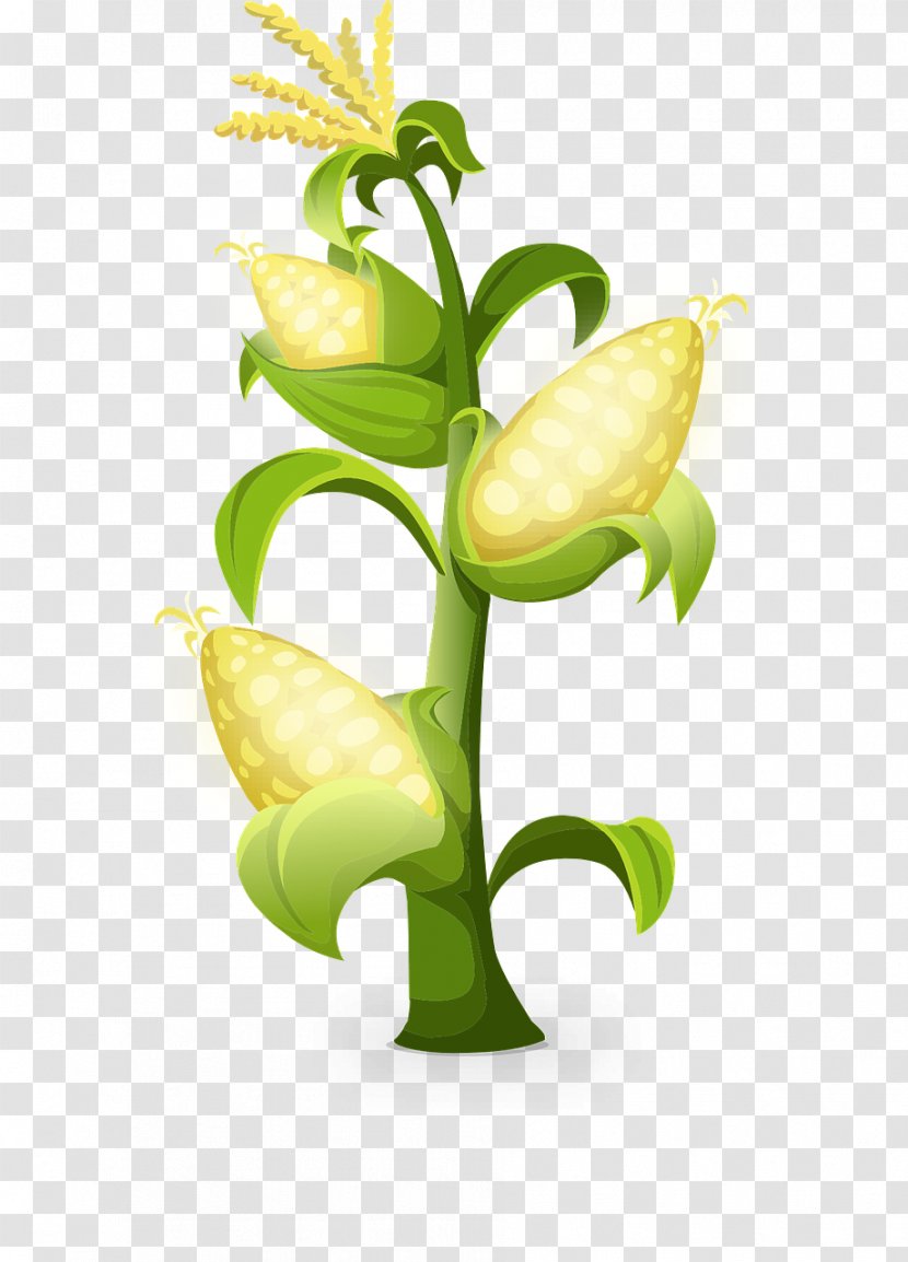 Pixabay Decomposer Worksheet Illustration - Plant - Golden Corn Transparent PNG