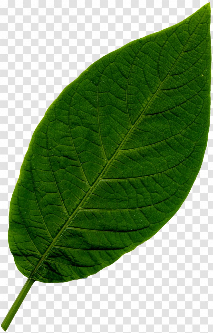 Leaf Vegetable Drawing Photography - Plant - Mint Transparent PNG