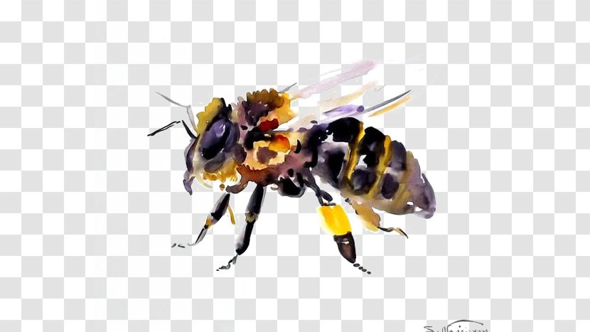 Honey Bee Hornet Insect Bumblebee - Animal Transparent PNG