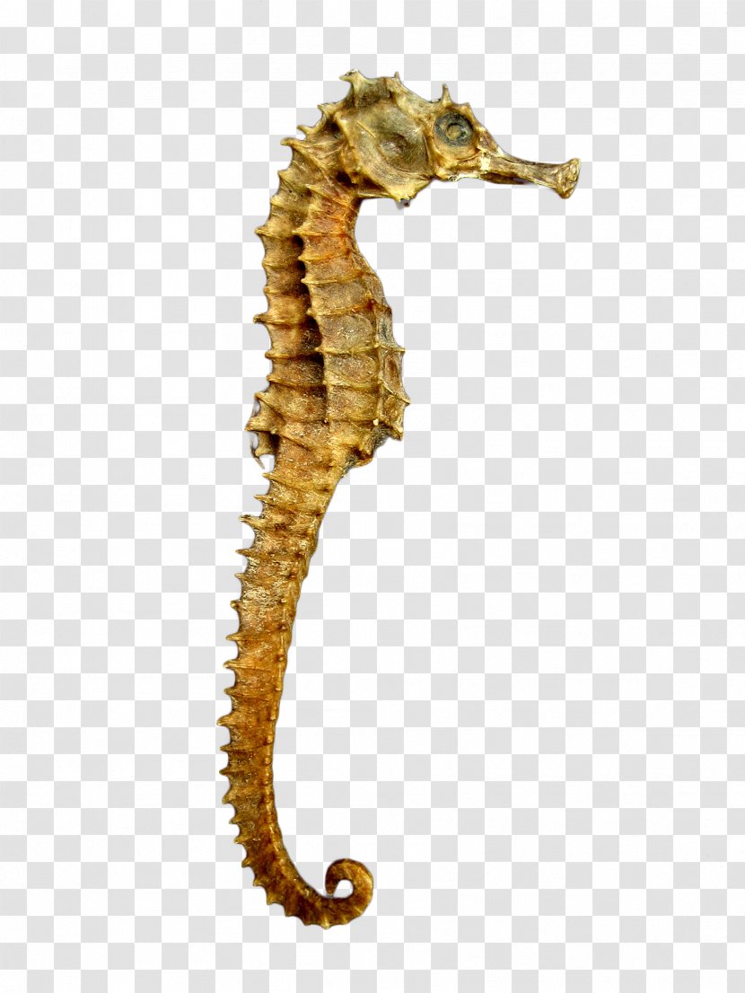 Yellow Seahorse - Horse Transparent PNG