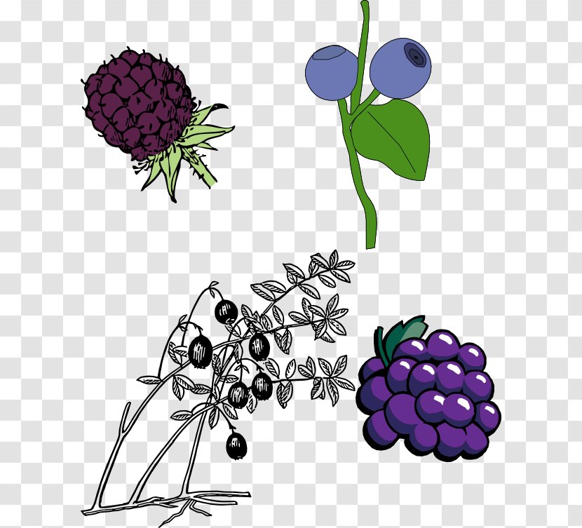 Clip Art Vector Graphics Blackberry Openclipart Fruit - Organism Transparent PNG