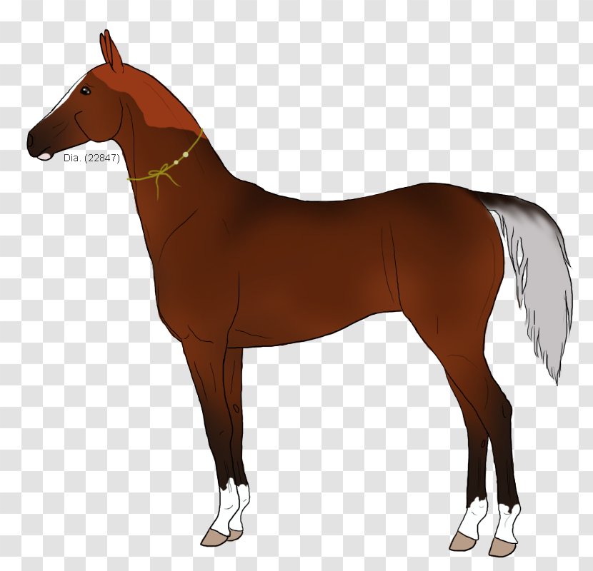 Mustang Foal Stallion Halter Mare - Colt Transparent PNG