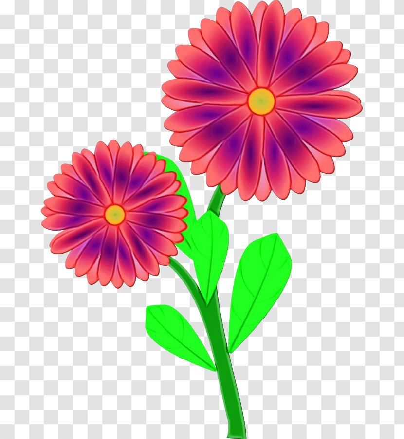 Watercolor Pink Flowers - Zinnia - Aster Herbaceous Plant Transparent PNG