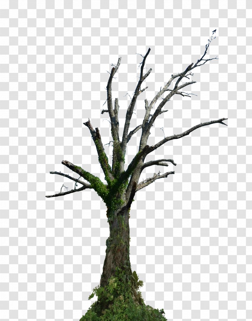 Tree Branch Root Snag - Grass - Deciduous Transparent PNG
