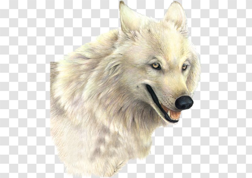 Arctic Wolf Clip Art - Saarloos Wolfdog - Pomeranian Transparent PNG