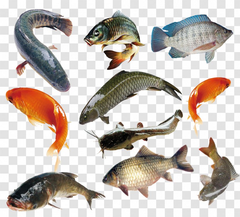 Fish Food Live Sharksucker Sea U6d77u6c34u9b5a - Fat - Collection Transparent PNG