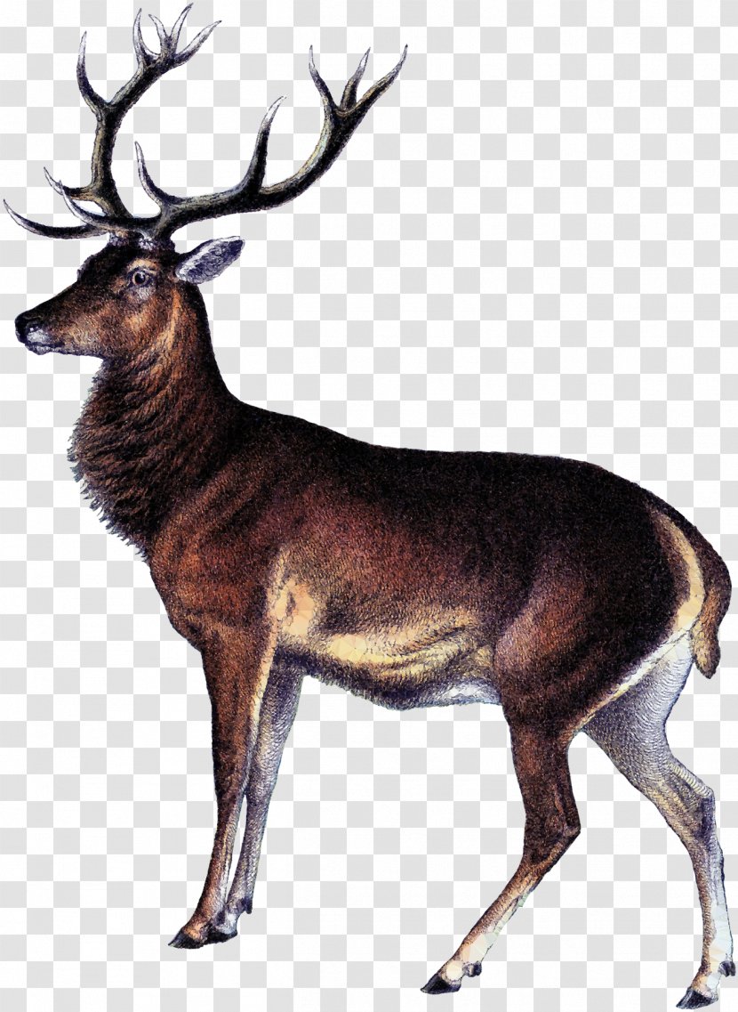 White-tailed Deer Elk Reindeer Hunting - Kashmir Stag Transparent PNG