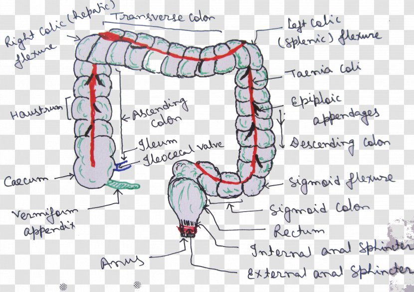 Zoology Biology Student CBSE Exam 2018, Class 12 Nepali Course - Heart - Intestine Transparent PNG