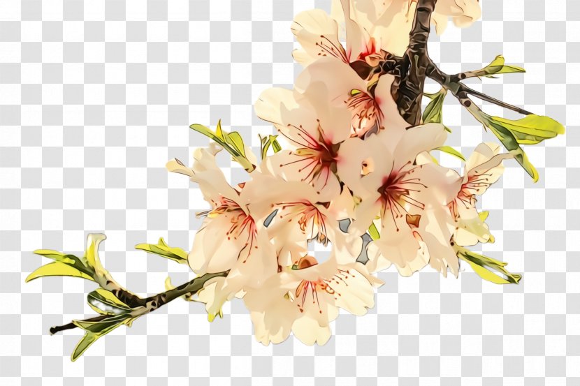 Cherry Blossom - Cut Flowers - Flowering Plant Transparent PNG