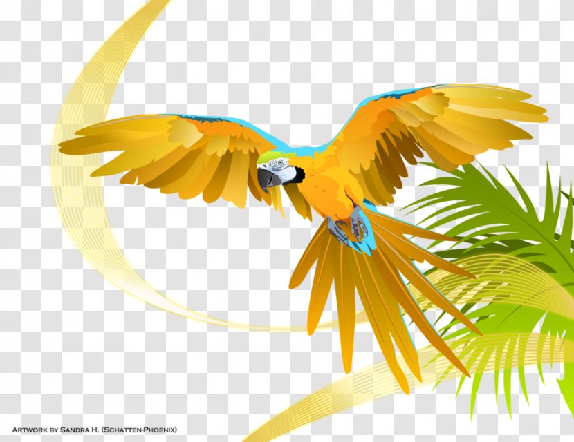 Parrot Macaw DeviantArt Bird - Exotic Transparent PNG