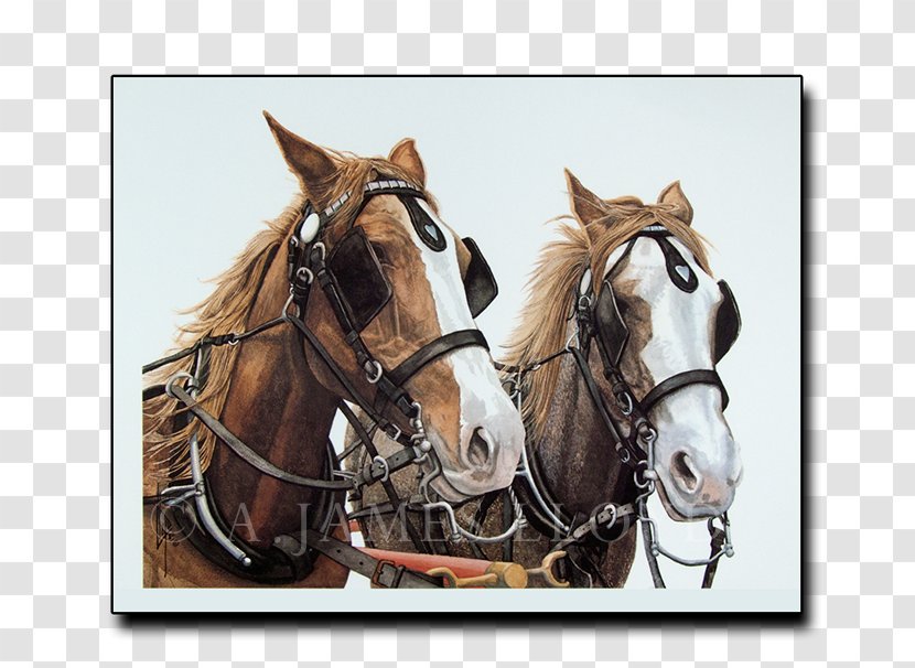 Horse Harnesses Mustang Stallion Mare Halter - Snout Transparent PNG