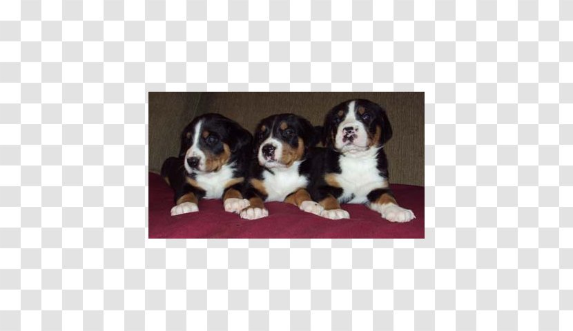 Dog Breed Bernese Mountain Greater Swiss Entlebucher Cavalier King Charles Spaniel - Puppy Transparent PNG