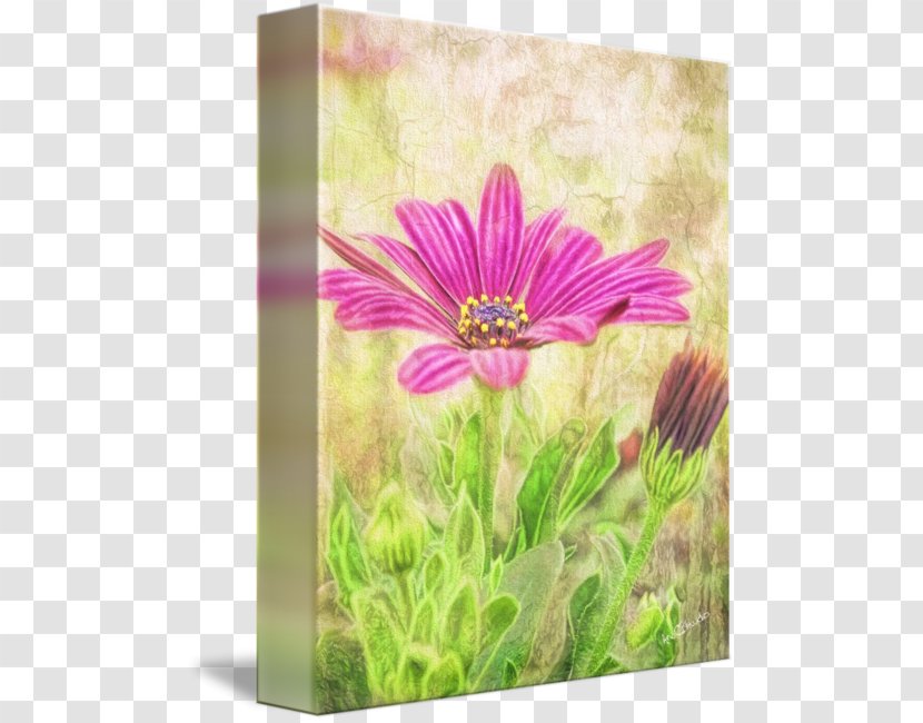 Meadow Daisy Family Wildflower Common - Flora - Canvas Wall Transparent PNG