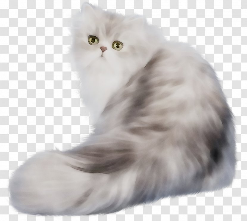 Persian Cat Kitten Himalayan Napoleon Exotic Shorthair - Whiskers Transparent PNG