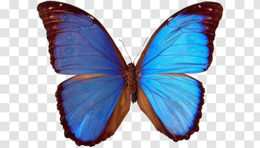 Butterfly Papillon Dog Axial Symmetry Bilateria - Insect Transparent PNG