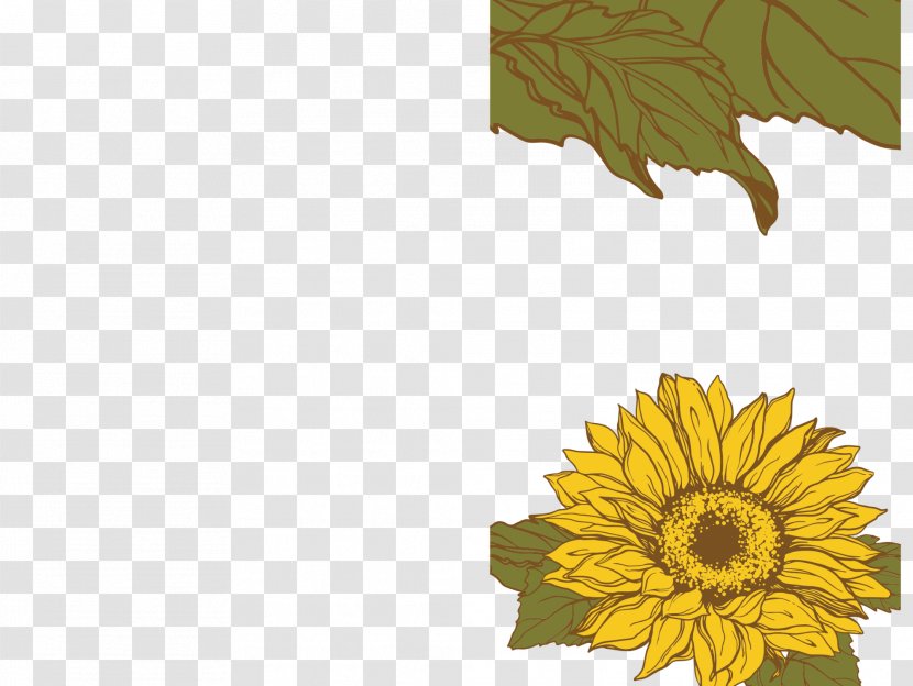 Common Sunflower Seed Daisy Family Plant - Leaf Transparent PNG