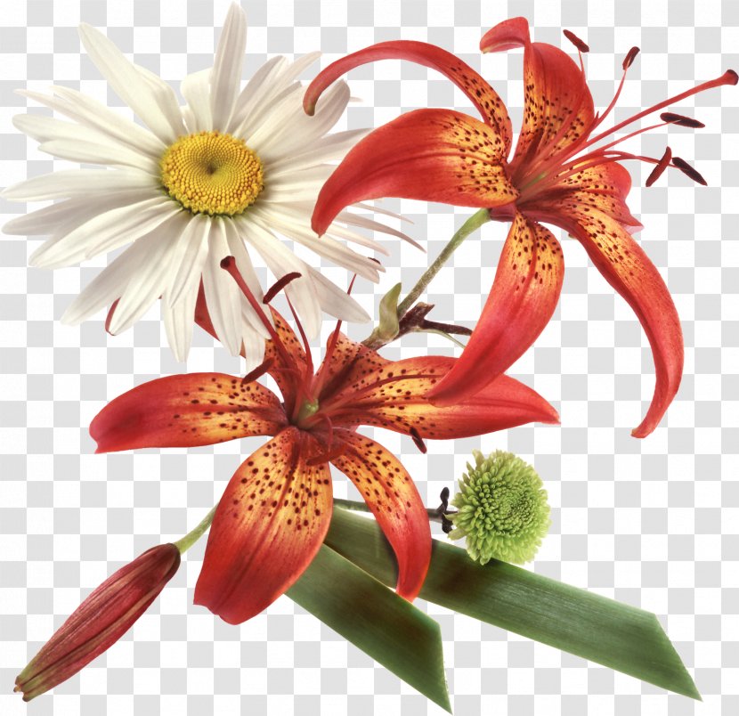 Flower Clip Art - Petal - FLORES Transparent PNG