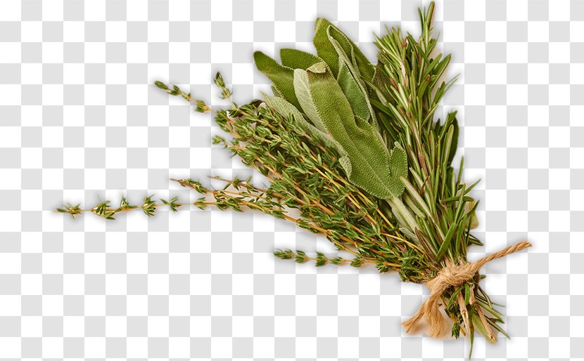 Herb Food Drying Basil Vegetable - Cucurbita - Dry Parsley Transparent PNG