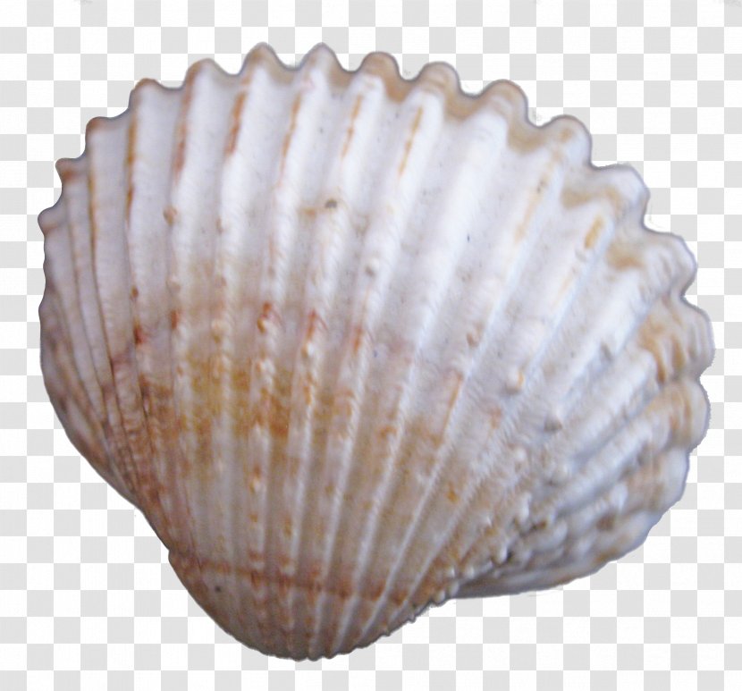 Cockle Seashell - Molluscs - Creative Seashells Transparent PNG