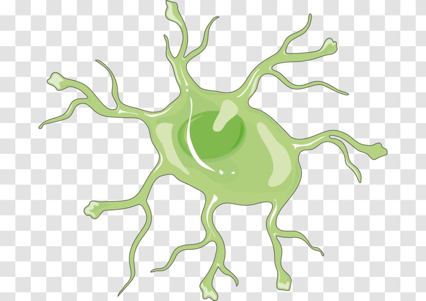 Astrocyte Nervous System Microglia Brain Cell - Heart Transparent PNG