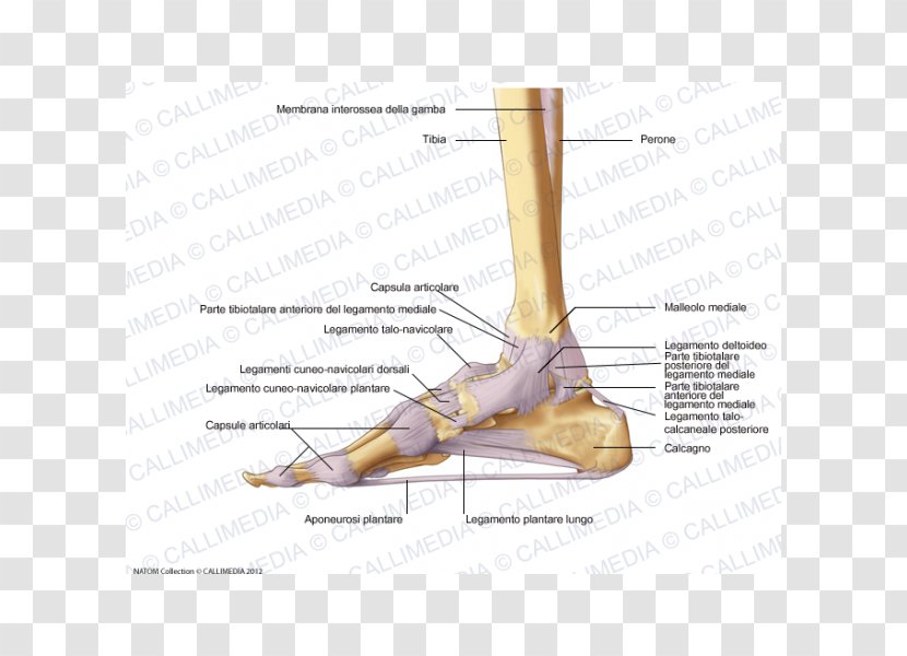 Foot Joint Capsule Deltoid Ligament - Frame - Capsula Transparent PNG