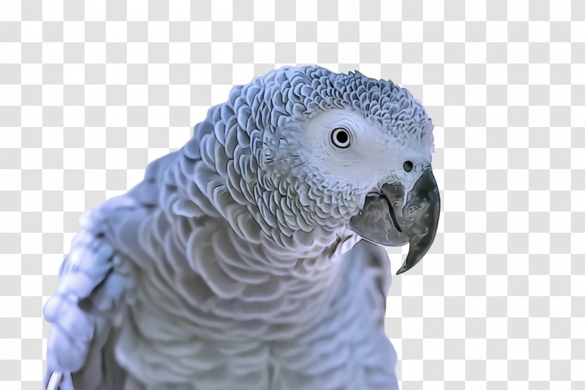 Bird African Grey Parakeet Parrot Beak - Wildlife Macaw Transparent PNG