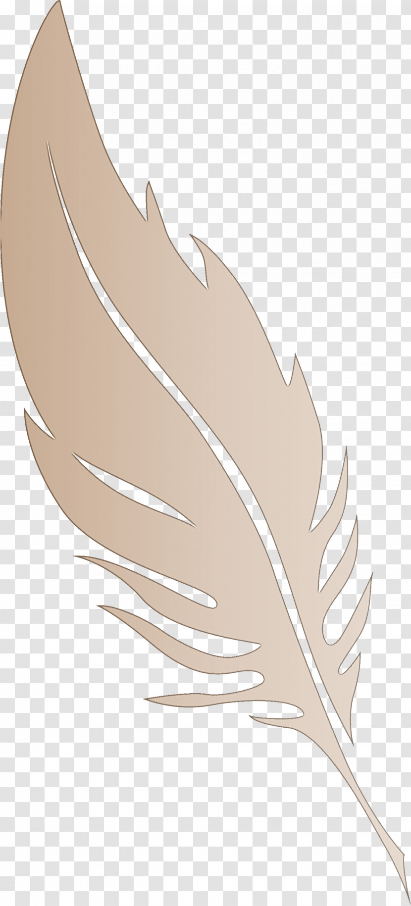 Feather Transparent PNG