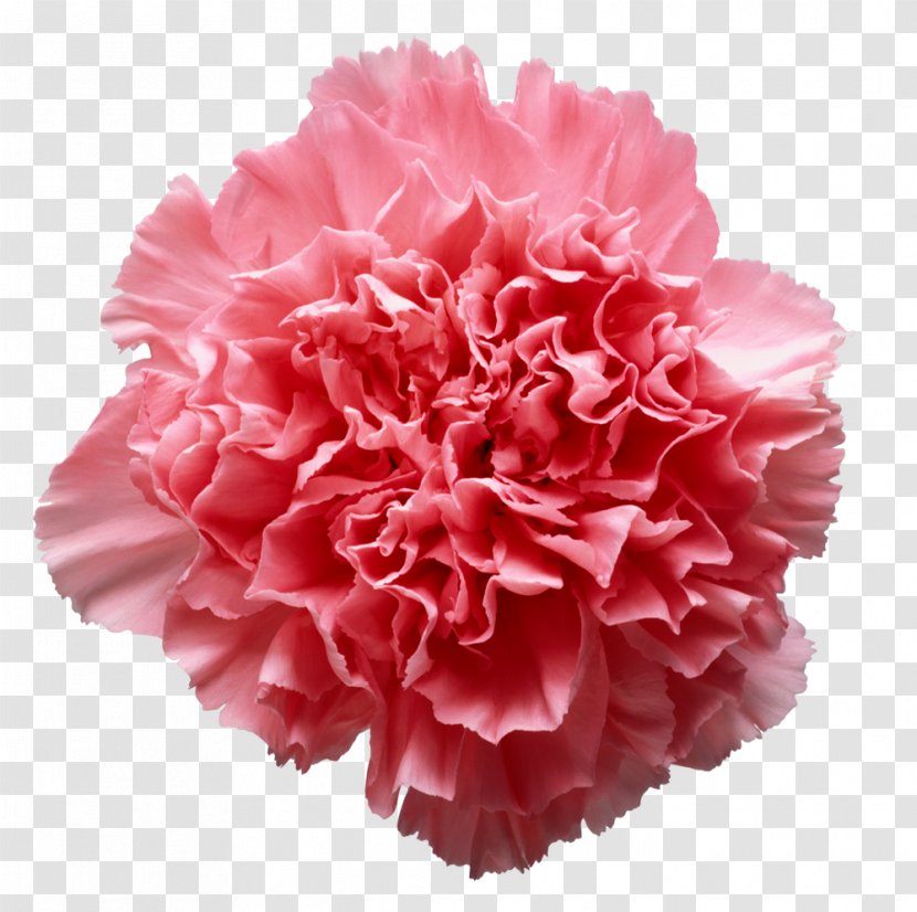 Stock Photography University Of Missouri Image Royalty-free - Fotosearch - Carnation Transparent PNG
